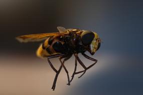 Insect Hornet Wasp Macro