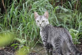 Cat Feline Nature