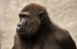 Gorilla Monkey Ape