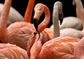 Flamingo Bird Colorful