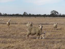 Farm Sheep Lamb