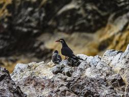 Inca Tern Schwalbe