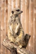 Meerkat Animals on Farm