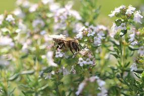 Bee Flowers Macro Close