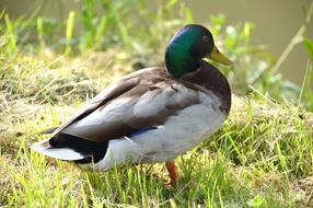 Animal Duck Mallard