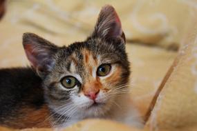 cute cat colored
