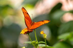 Butterfly Insect Nature Close up