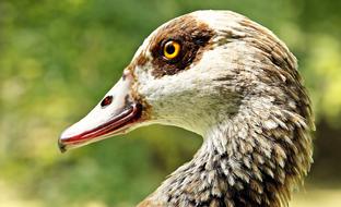 wild duck on a green background