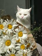 Cat Daisy