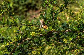 Chameleon Animal Lizard