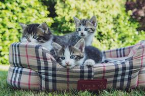 Kittens Basket Domesticated