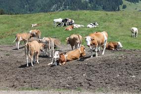 herd of crowns in a meadow