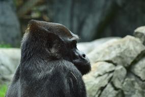 Silverback Gorilla in Zoo