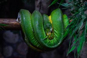 Green Tree Python Snake Animal