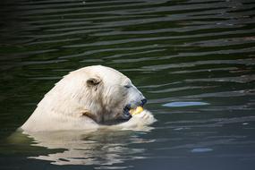 Polar Bear Predator Animal