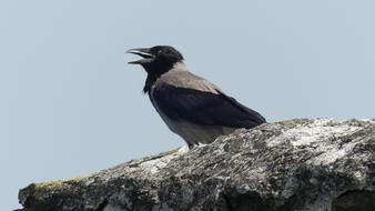 Bird Sky Nature