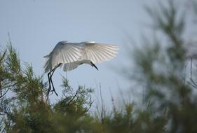 Egret Camargue Pont De Gau