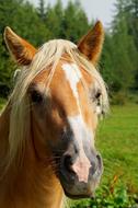 Horse Animal Nature