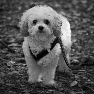 Kiwi Dog Bolonka