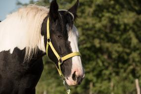 black and white horse