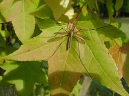 Mosquito Leaf Maple