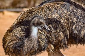 Emu Bird Animal