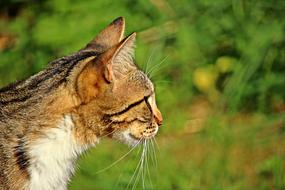 Tiger Cat Kitten photo