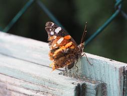 Butterfly Insect Nature