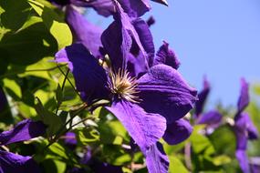 Background Flower Summer