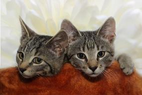 Cat Domestic Two