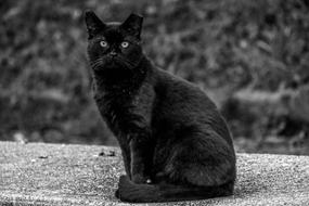 Black Cat Pet