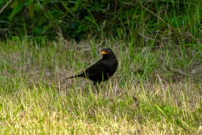 Small Bird Nature
