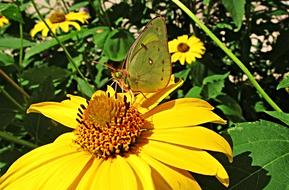 Butterfly Insect Nature