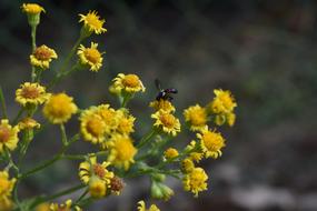 Insect Macro Plant Close
