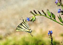 Butterfly Swallow Tail Insect