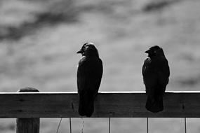Jackdaw Bird Animal