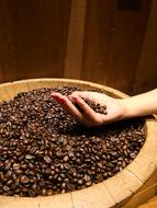 coffee beans in the plate and in the hand
