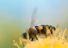 Bee Insect Macro