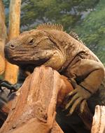 Iguana Jamaican Reptile