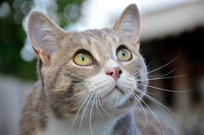 Cat View Green