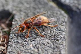 Hornet Insect Close Up