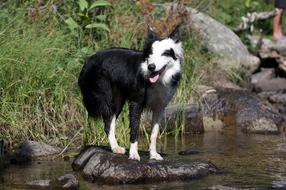 Border Dog Nature