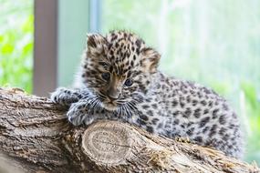 Amur Leopard