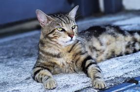 Cat European Calico Stray