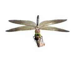 Dragonfly Transparent Insect