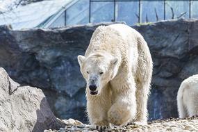 polar bear fluffy