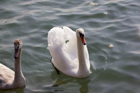 Hungary Swan Animal Water