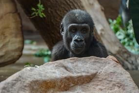 monkey peeking out from behind a rock