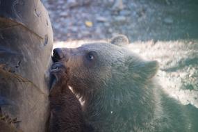Bear Little Animal Wild