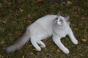 Ragdoll Cat Pet